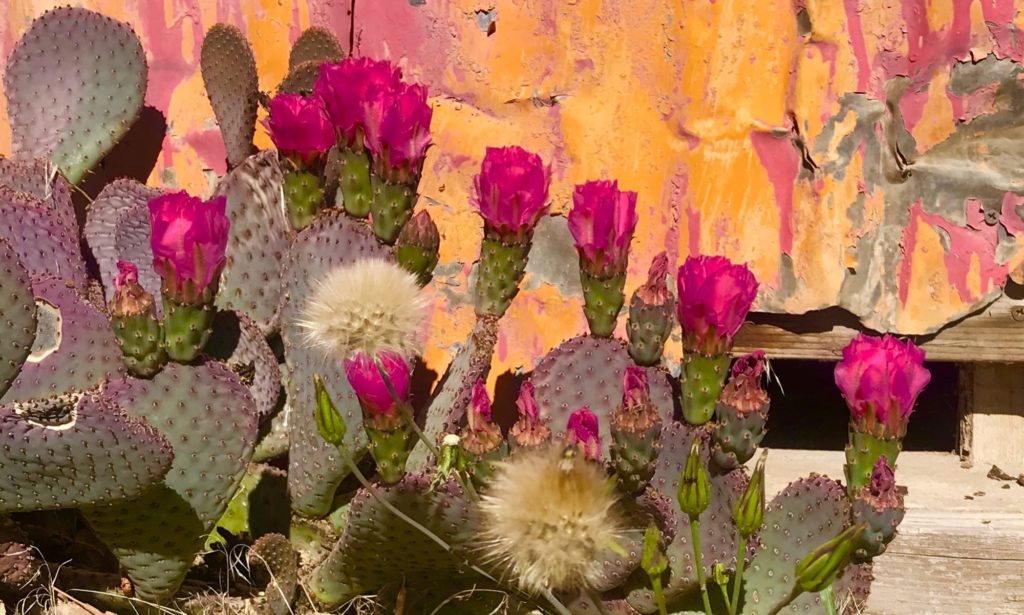 Lighting Desert Lace Studio